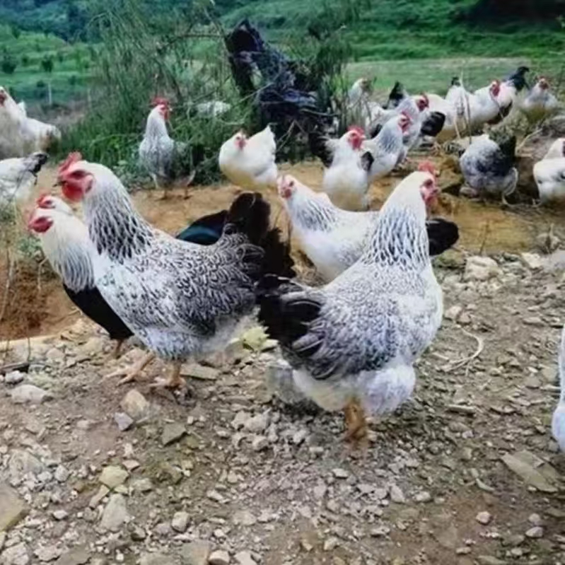 高山散养童子鸡农家散养溜达鸡