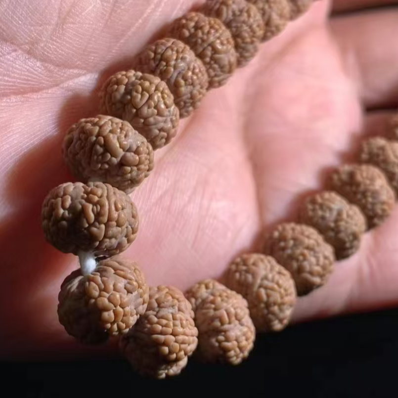 毒药龙鳞梅花小金刚