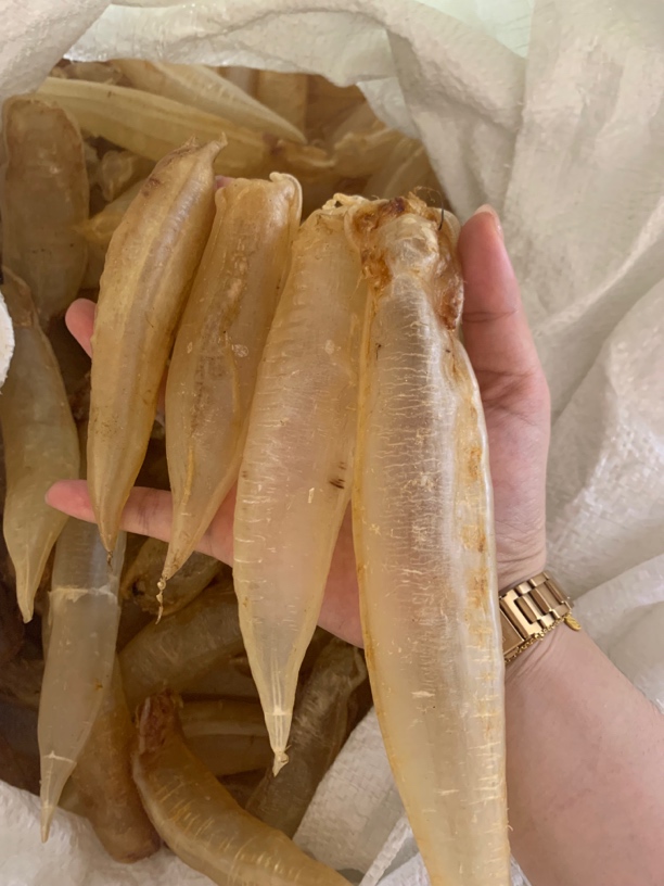 北海金龙筒1-500g精选链接