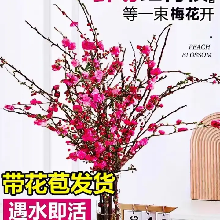 【春节开花】干枝红梅遇水开花带花苞红梅花枝耐寒好养新年装饰品
