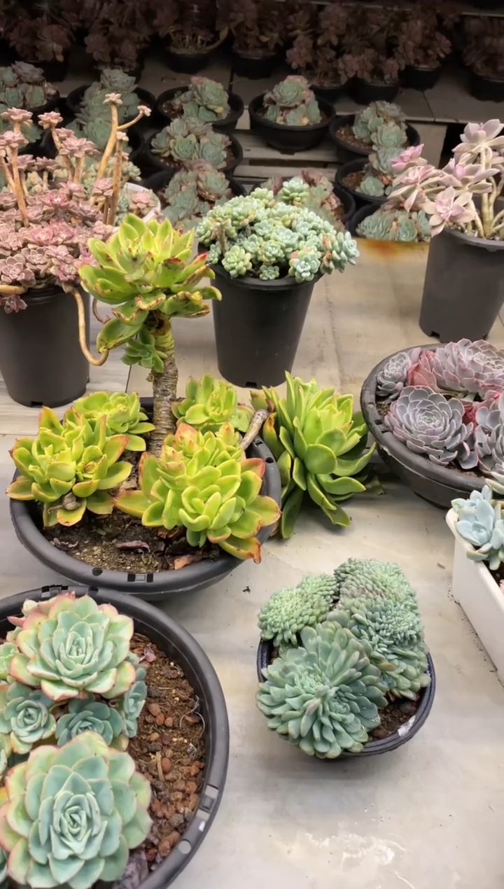【闪购商品】106白胖子缀