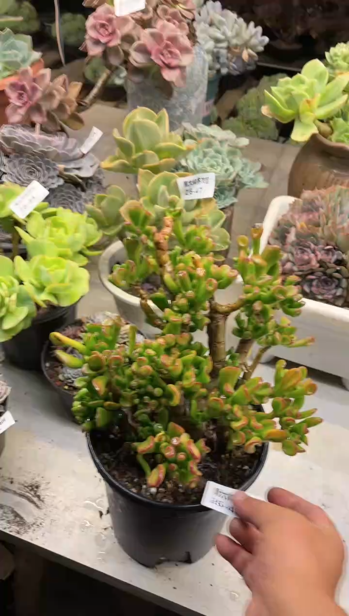 【闪购商品】48吸米树