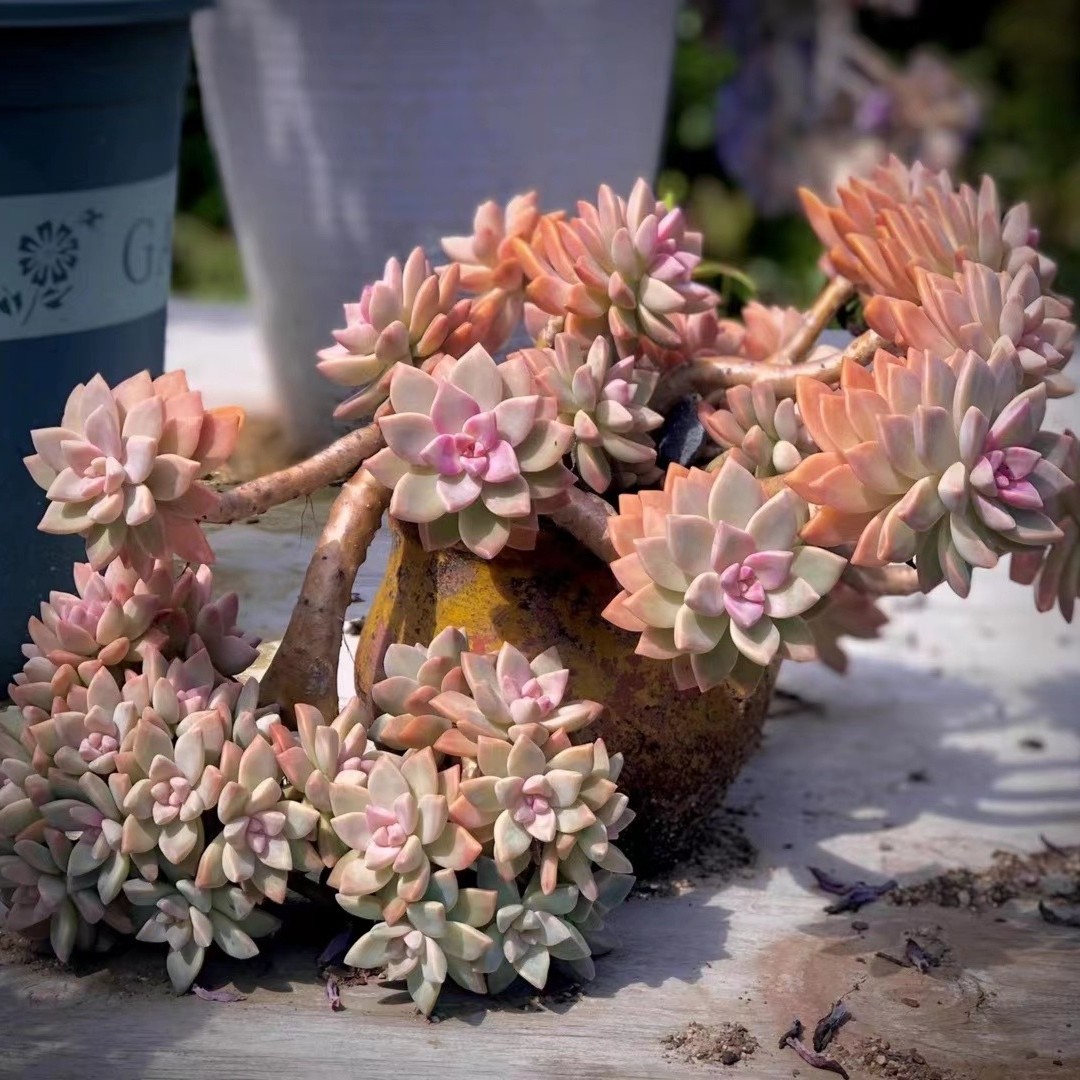 黑大帅多肉，满38包邮，不满包邮不包损。