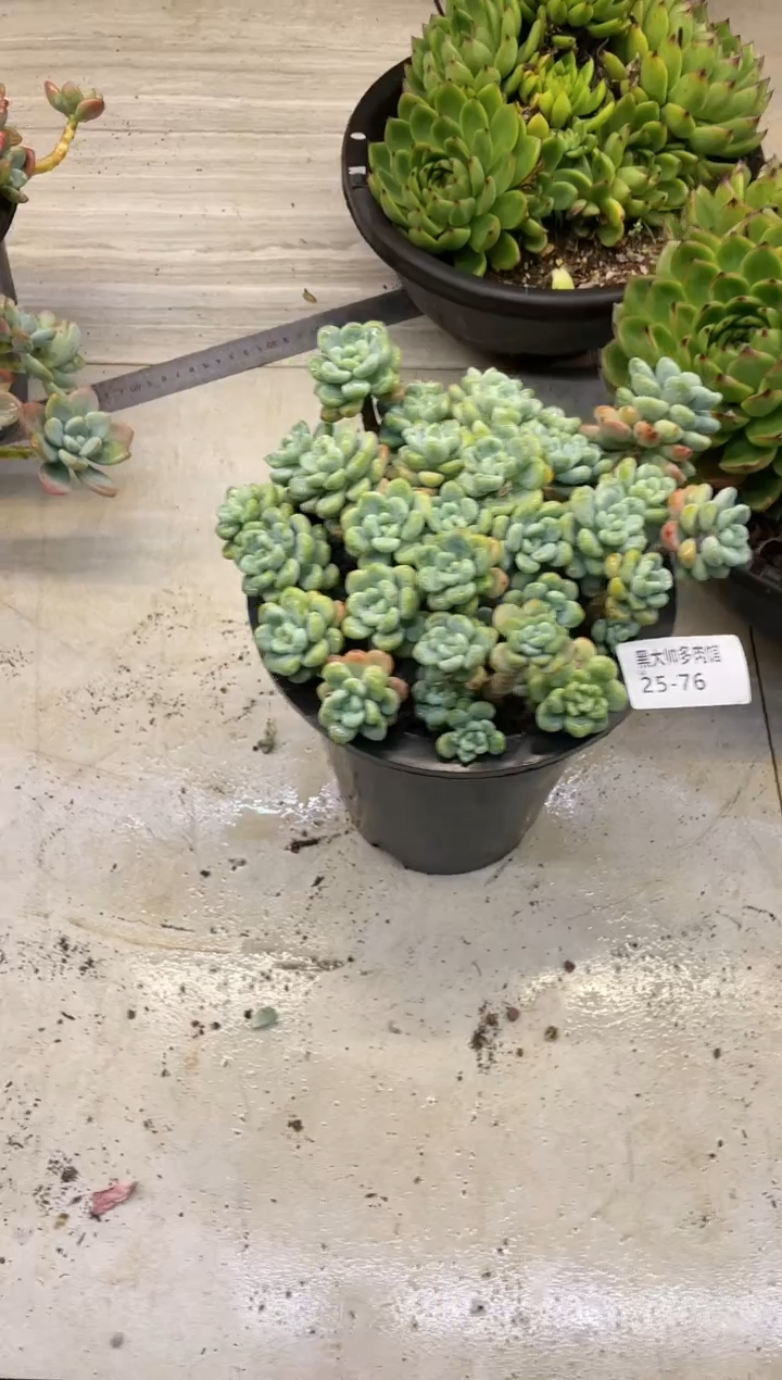 【闪购商品】76劳尔