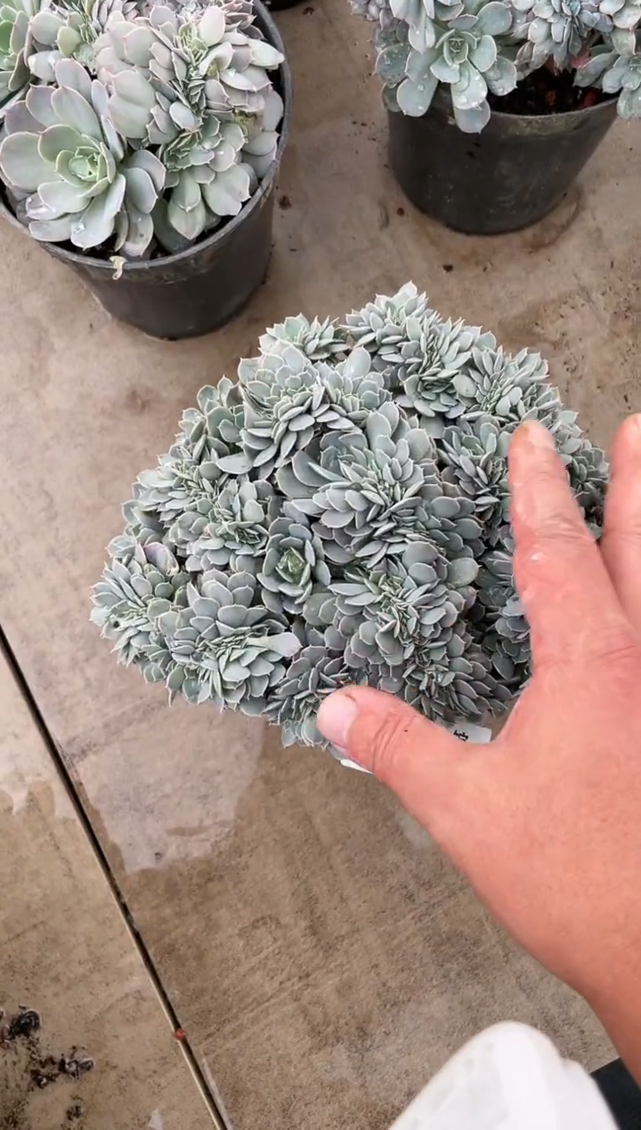 【闪购商品】30-31天赐缀