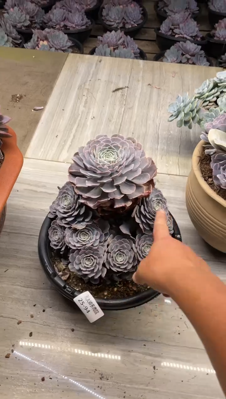 【闪购商品】94天赐