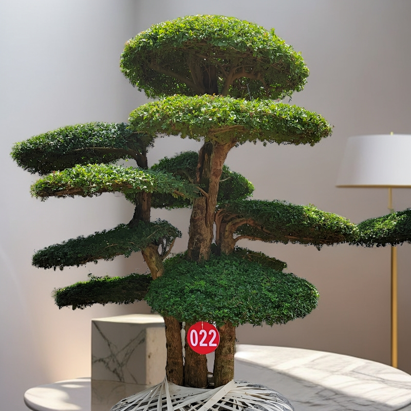 别墅庭院景观树造型树对节白蜡造型树景区民宿酒店绿化室外（定金）