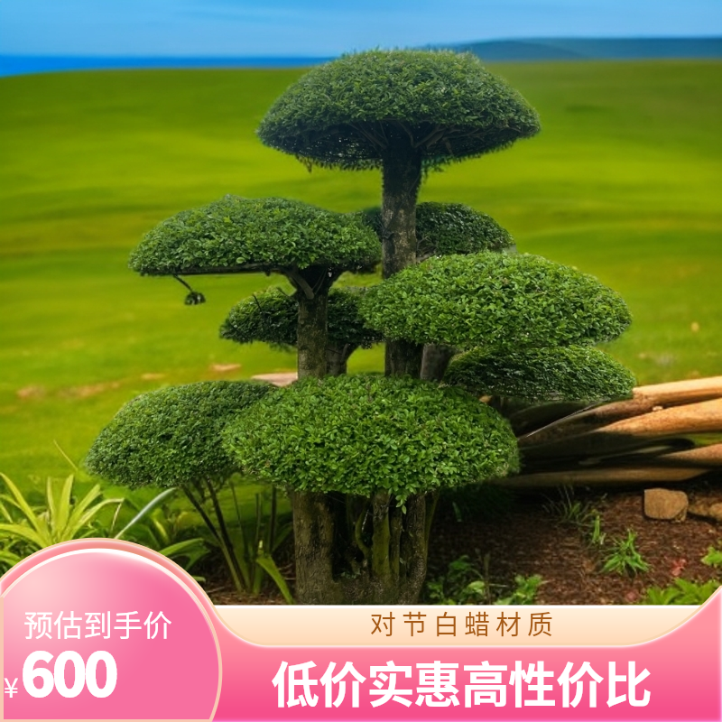 造型树对节白蜡（定金）