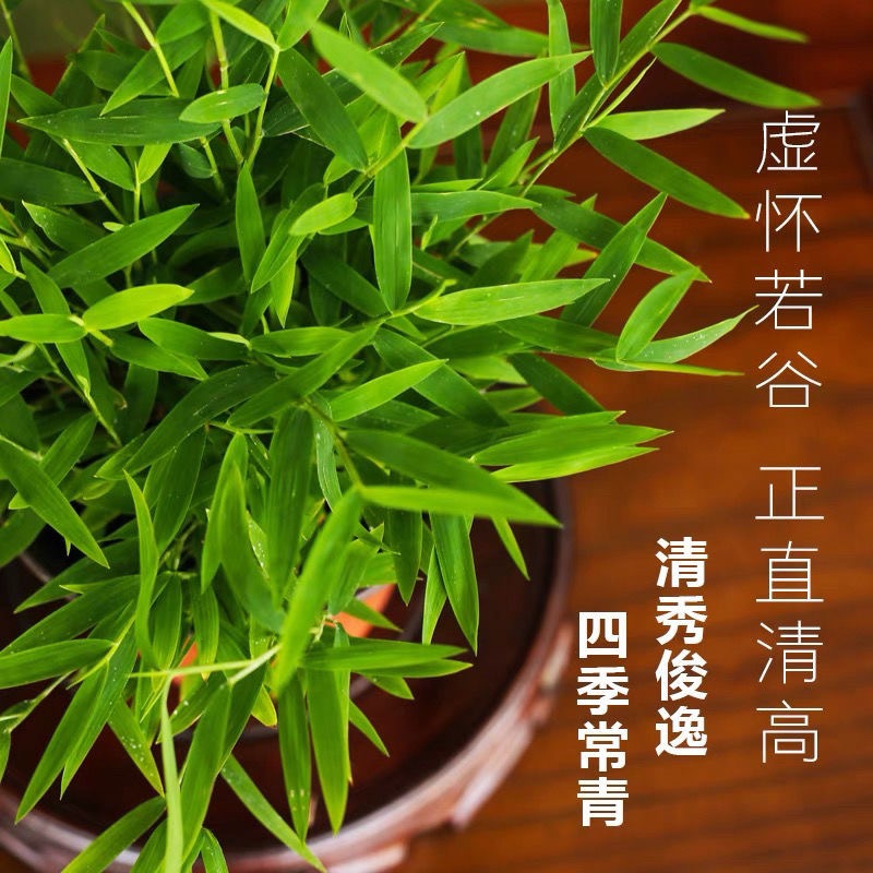 内门竹米竹盆景庭院室内桌面绿植微盆景竹子苗观赏竹
