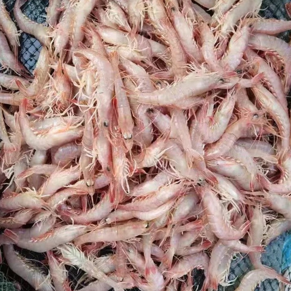 厉虾沙虾红虾（1斤60只左右）3斤速冻后发货