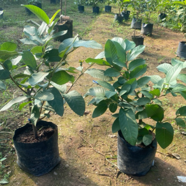 四季芭乐奶油白心芭乐番石榴苗胭脂红带土杯带叶发货