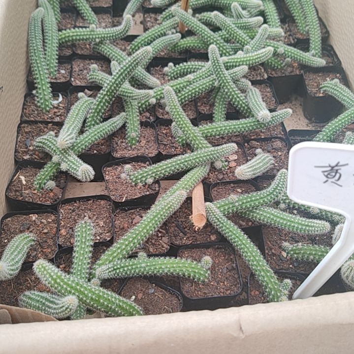 【闪购商品】黄花白糖
