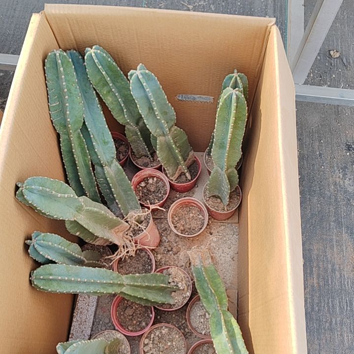 【闪购商品】量天尺