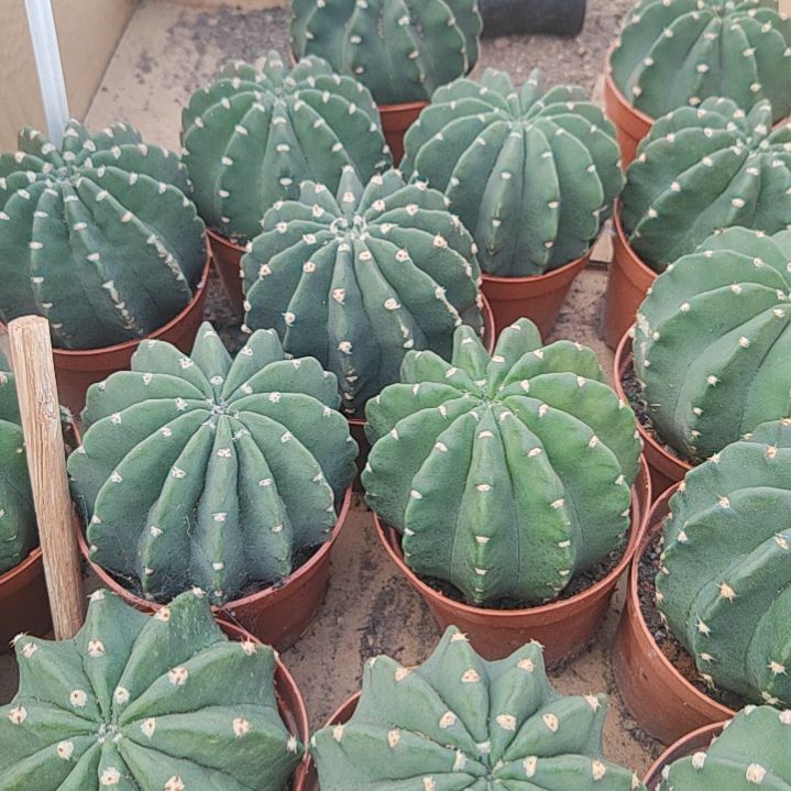 【闪购商品】短毛丸
