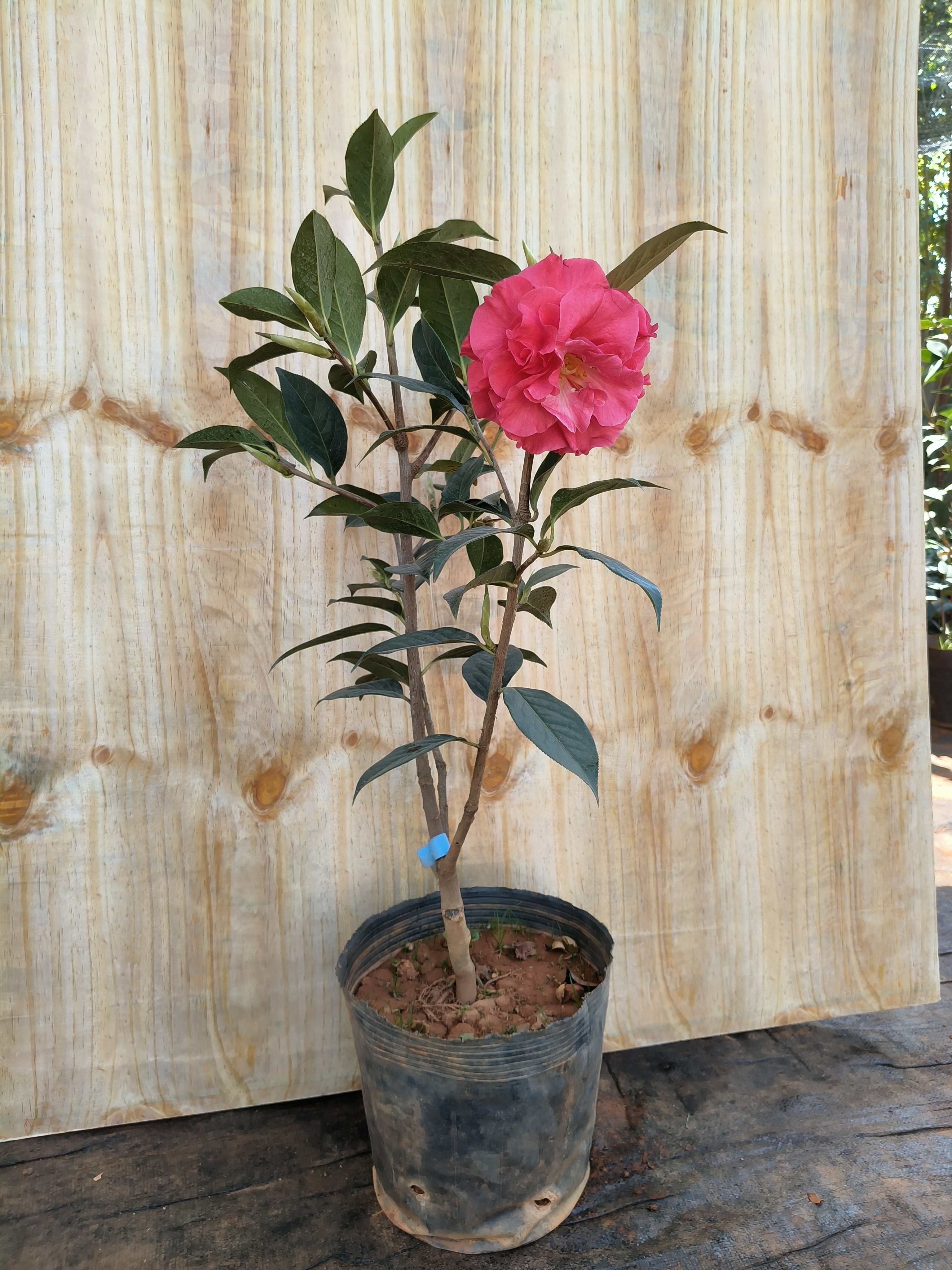 云南茶花名贵品种无量红靠接带芽带花苞福利款庭院别墅阳台种植