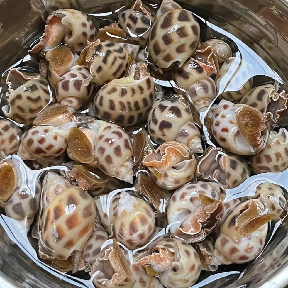 【花螺】昆明小时到家kg