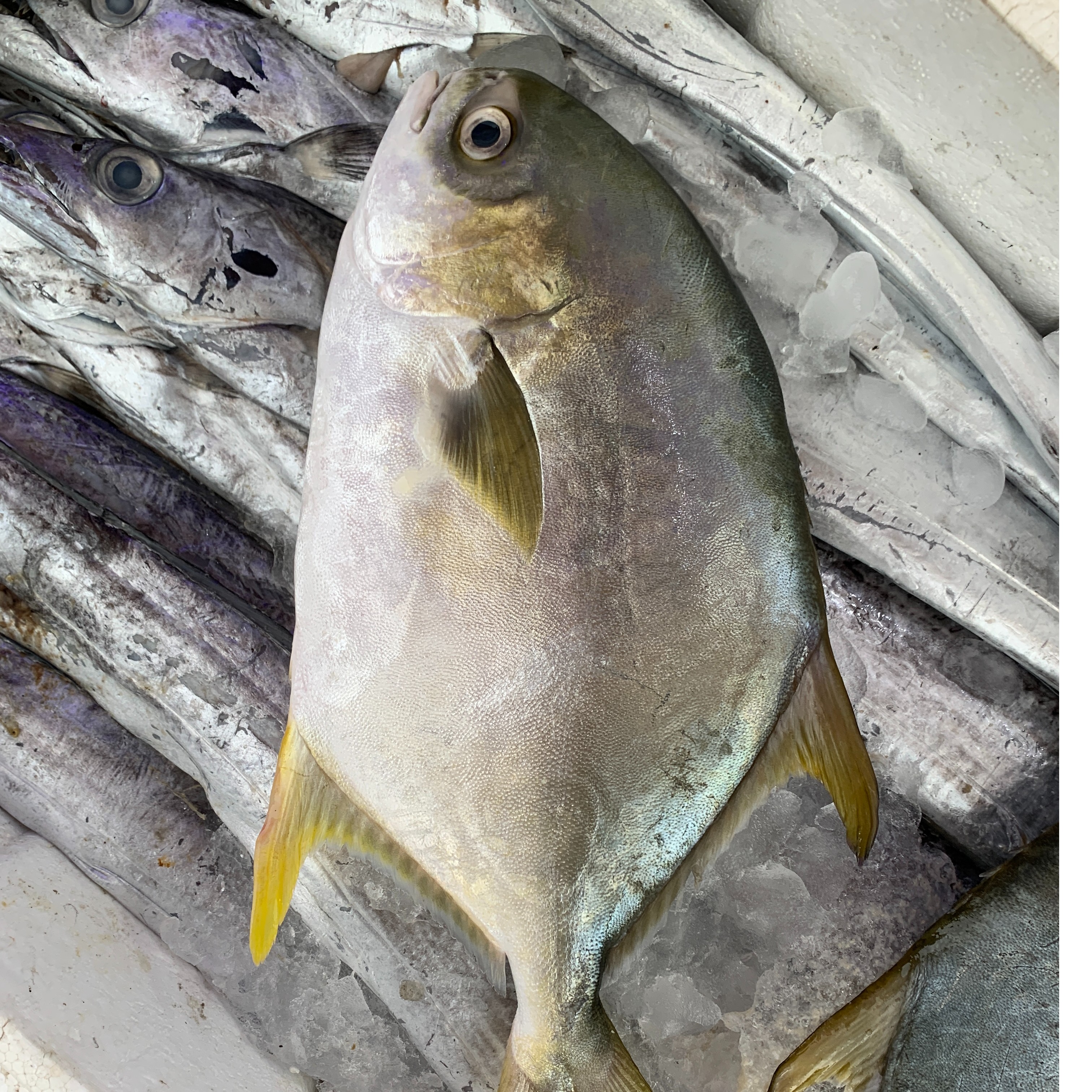 冰鲜金鲳鱼约700g/条  默认压冰发货  昆明同城小时到家，如需处理请备注