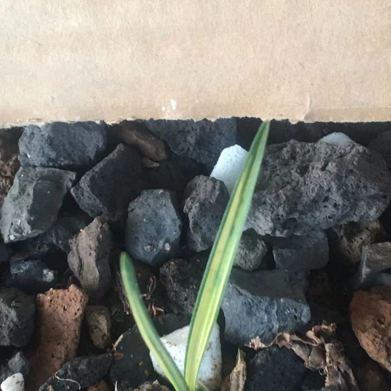 兰花兰草蕙兰种植园艺盆景好看自种