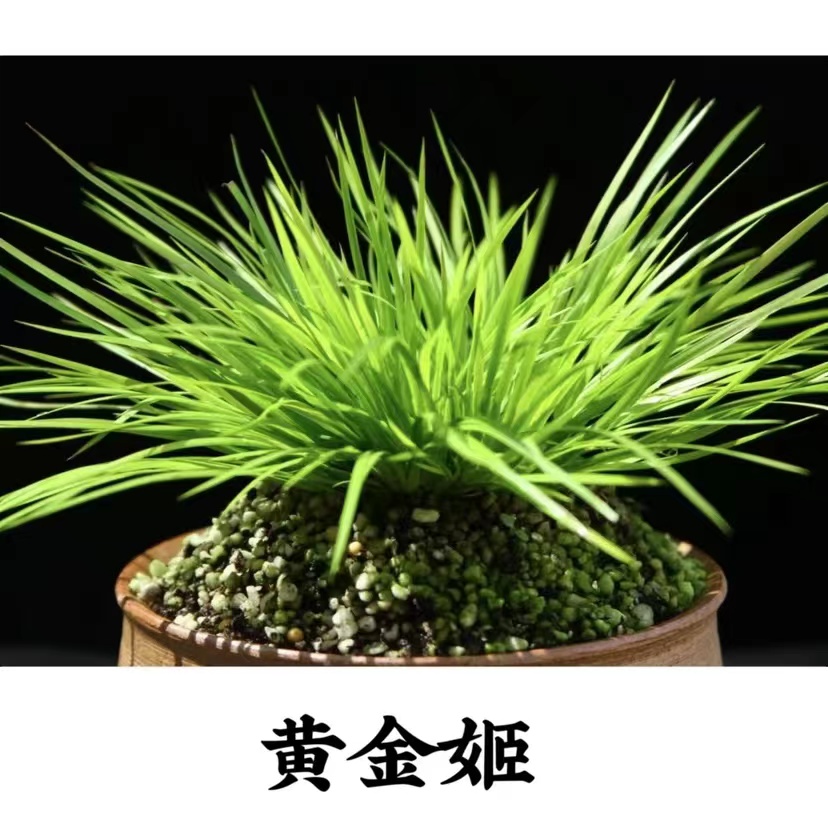 文人菖蒲黄金姬虎须金钱拢月四季常青造景绿植