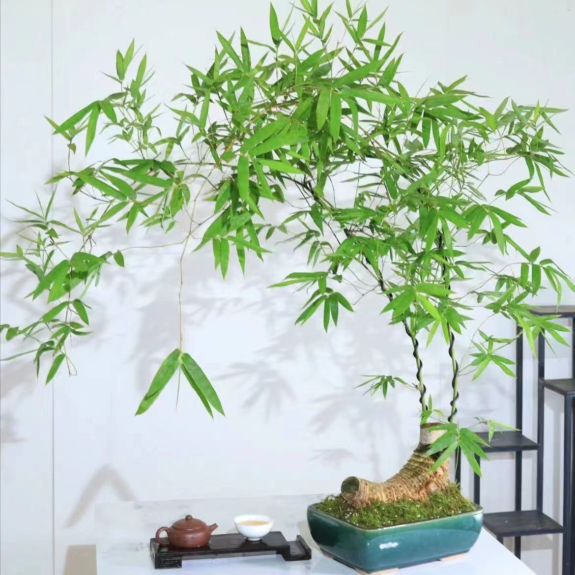 勒竹青龙竹佛肚竹琴丝竹内门竹