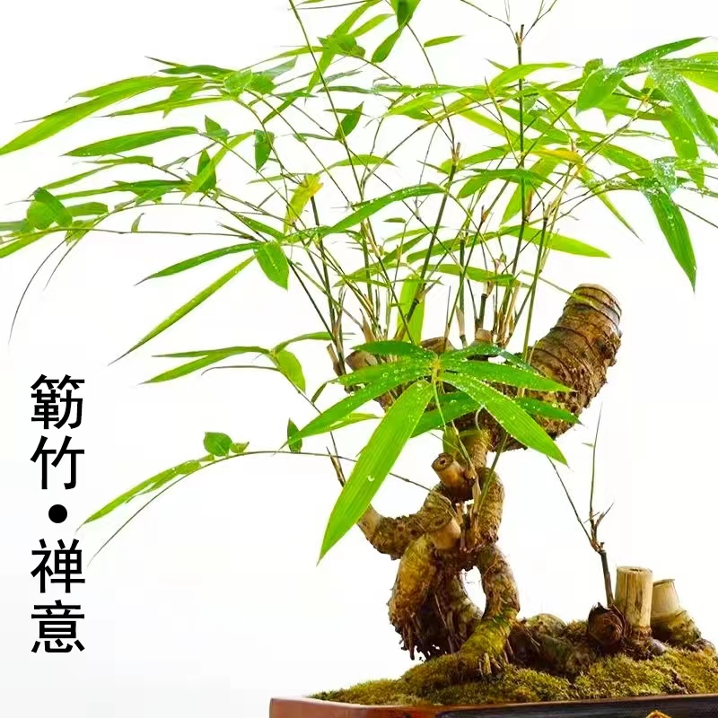 青龙竹桩生竹盆栽四季常绿高端盆景赏桩赏叶