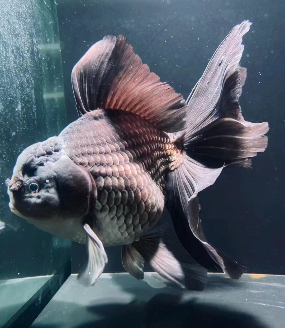 活体-精品泰狮  颜色随机发养鱼饲养发货水族