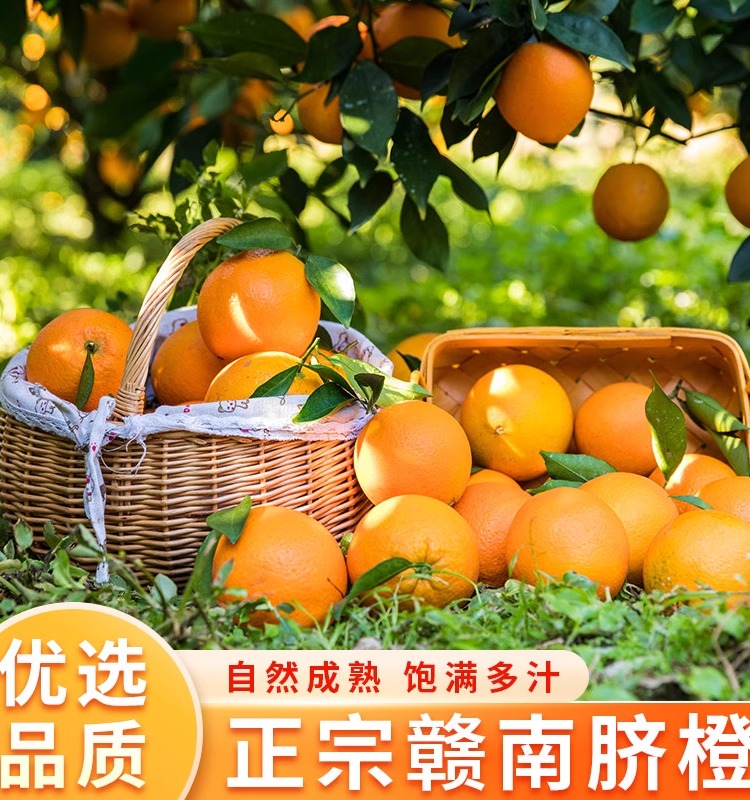 江西正宗赣南脐橙果农现摘新鲜橙子当季水果赣州赣县自家果园现发