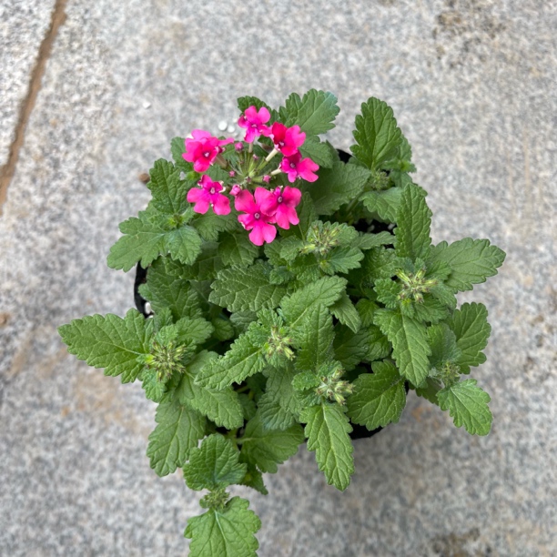 粉色直立系美女樱盆栽室内外观赏植物