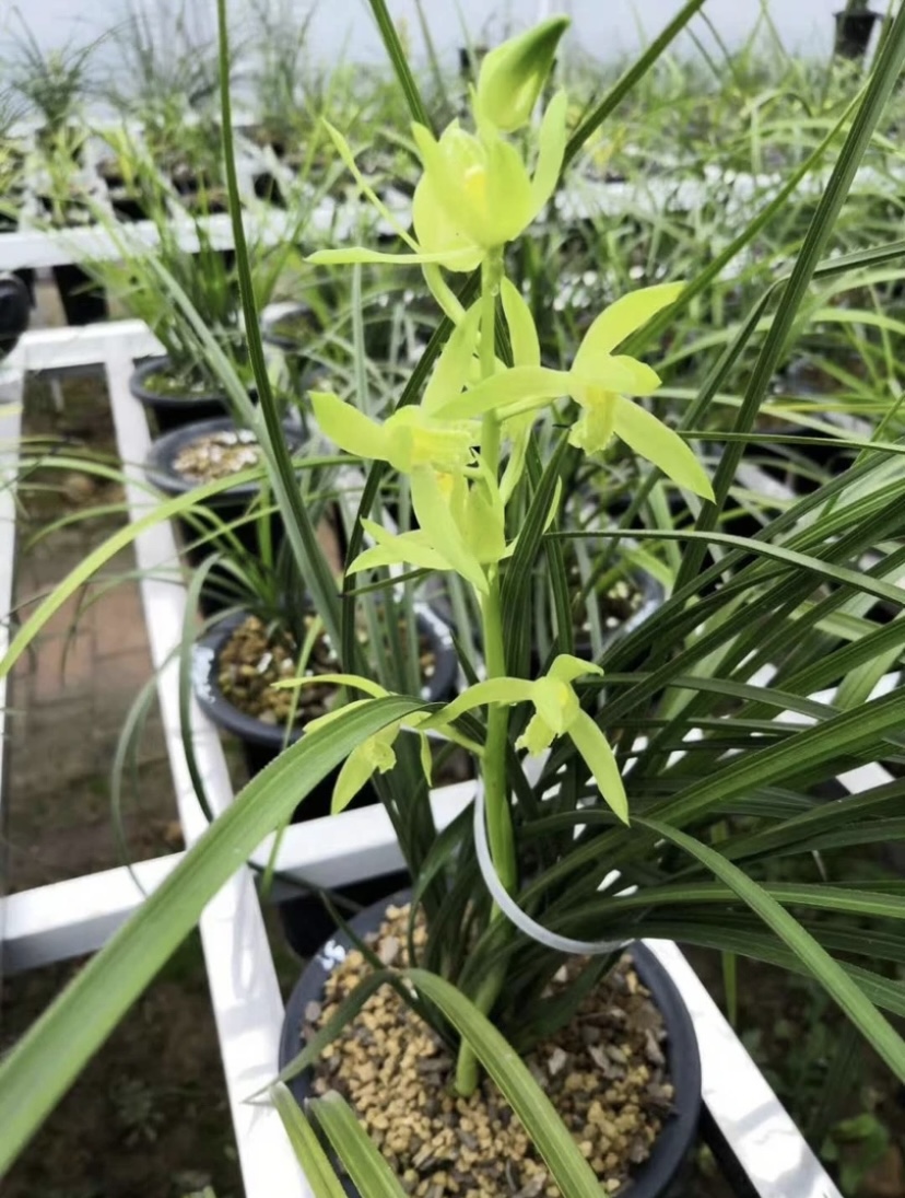 惠兰浓香型素心绿素白素