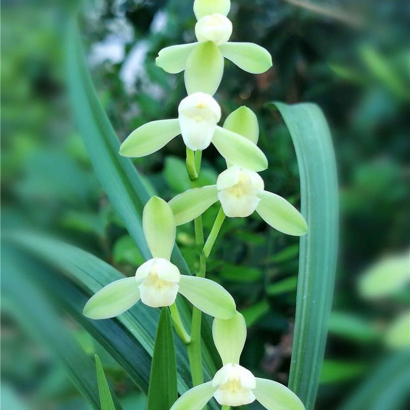 建兰四季兰天花板素花荷形瓣蚌壳捧，大唐宫粉。绿素花夏季栽培开花