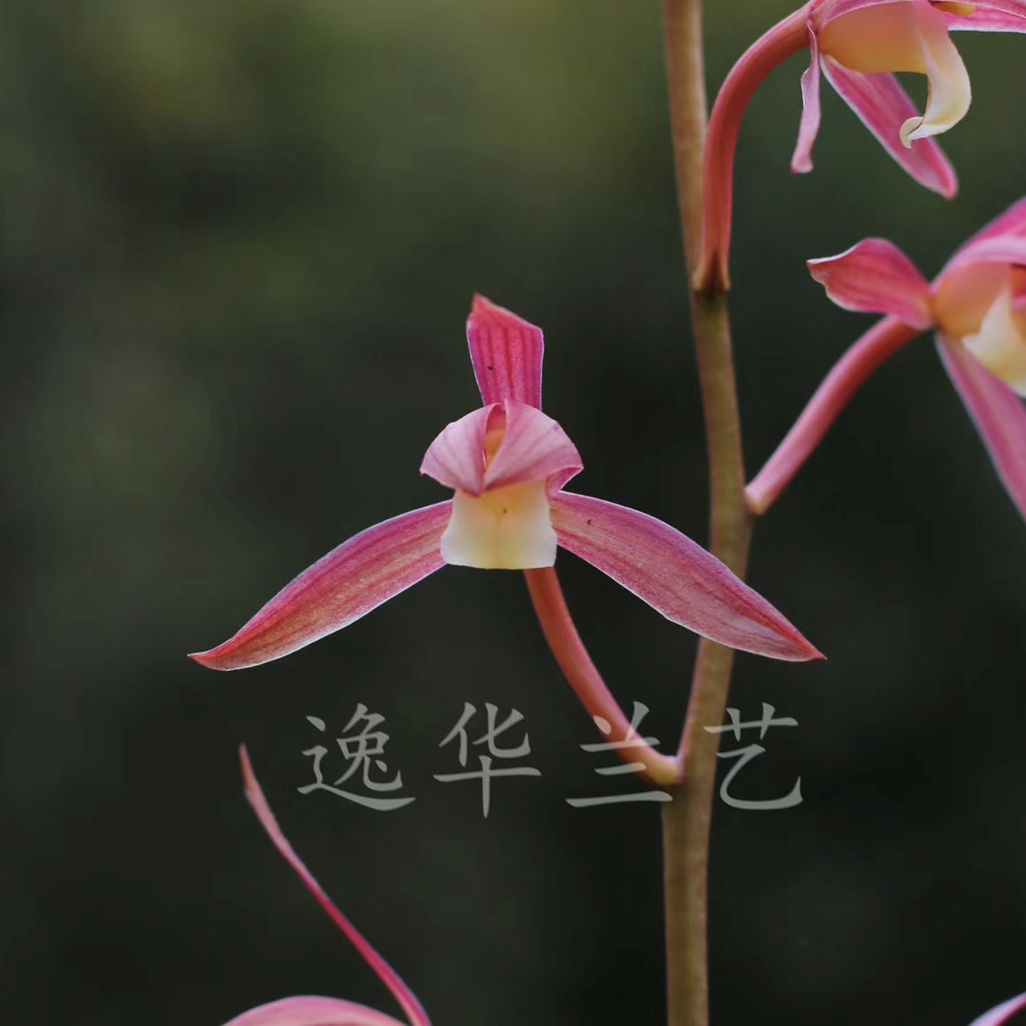 墨兰名品彩素《江山美人》