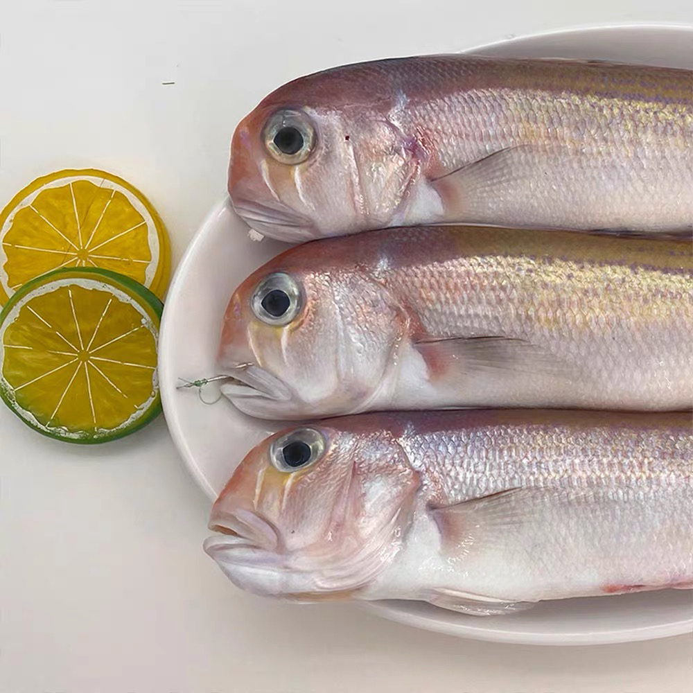 特大条野生红马头 肉嫩无小刺 带麟香煎外酥里嫩