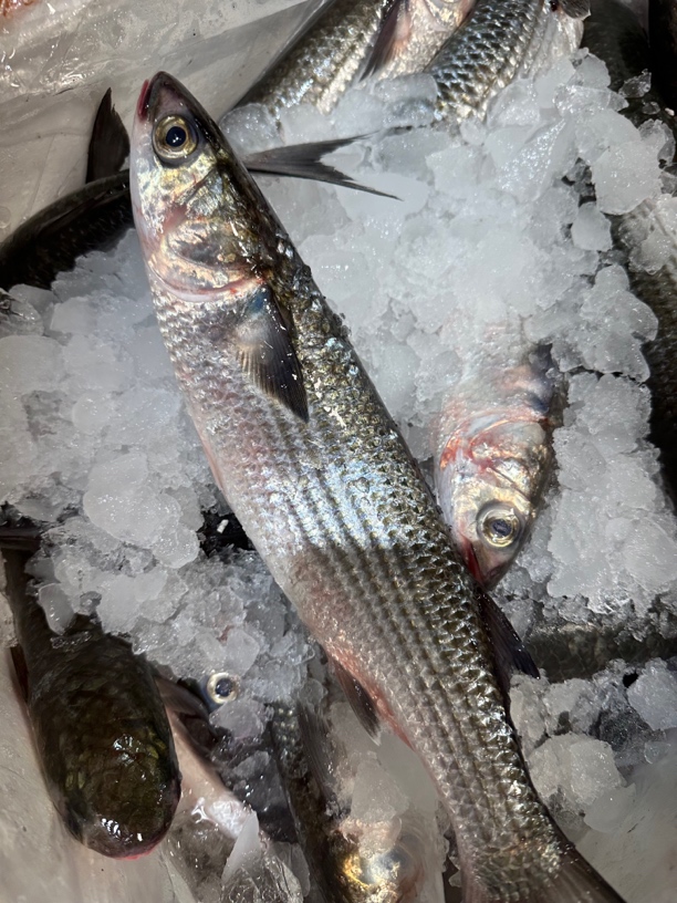 野生海乌头 特嫩鱼肉 保野生