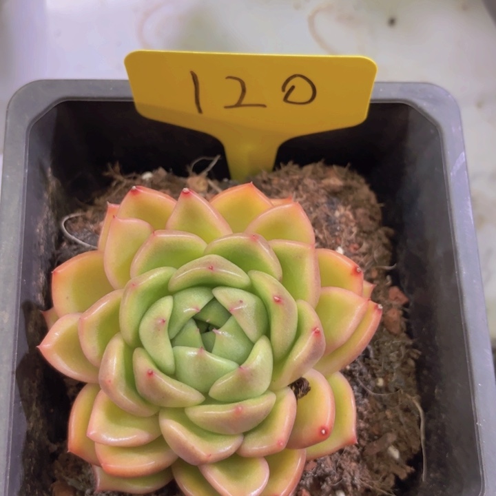 我的小可爱们都好可爱