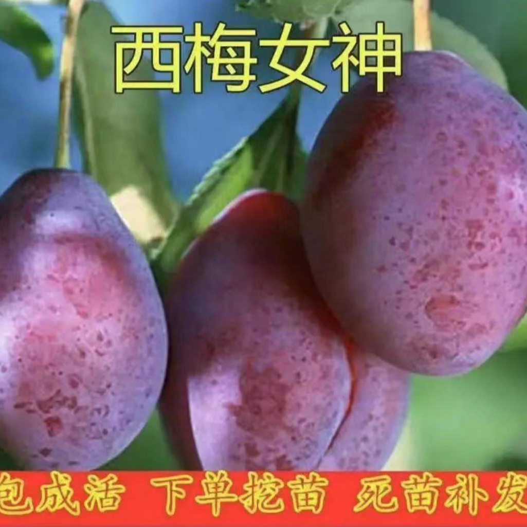 西梅树树苗盆栽室内外庭院果树果苗南方北方四季种植耐寒水果树苗