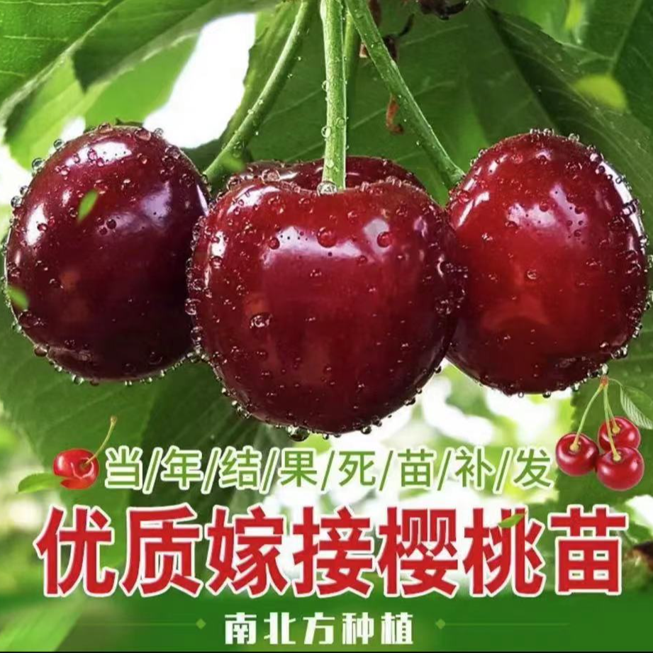 樱桃树苗正宗车厘子树苗耐寒樱桃树苗嫁接树苗盆栽地栽南北方种植