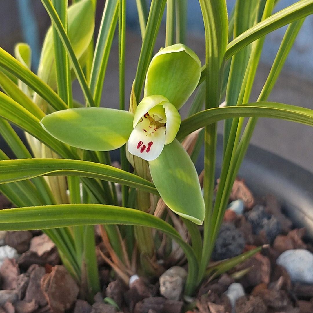 梁好兰苑直播间专用一物一拍（请勿私拍）绿植蕙兰兰花栽培绿色适用
