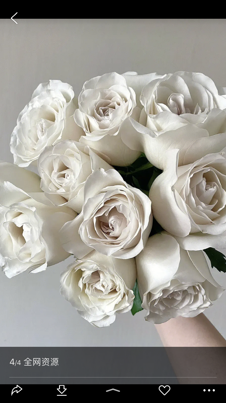 银色衬裙月季花，多季开花，