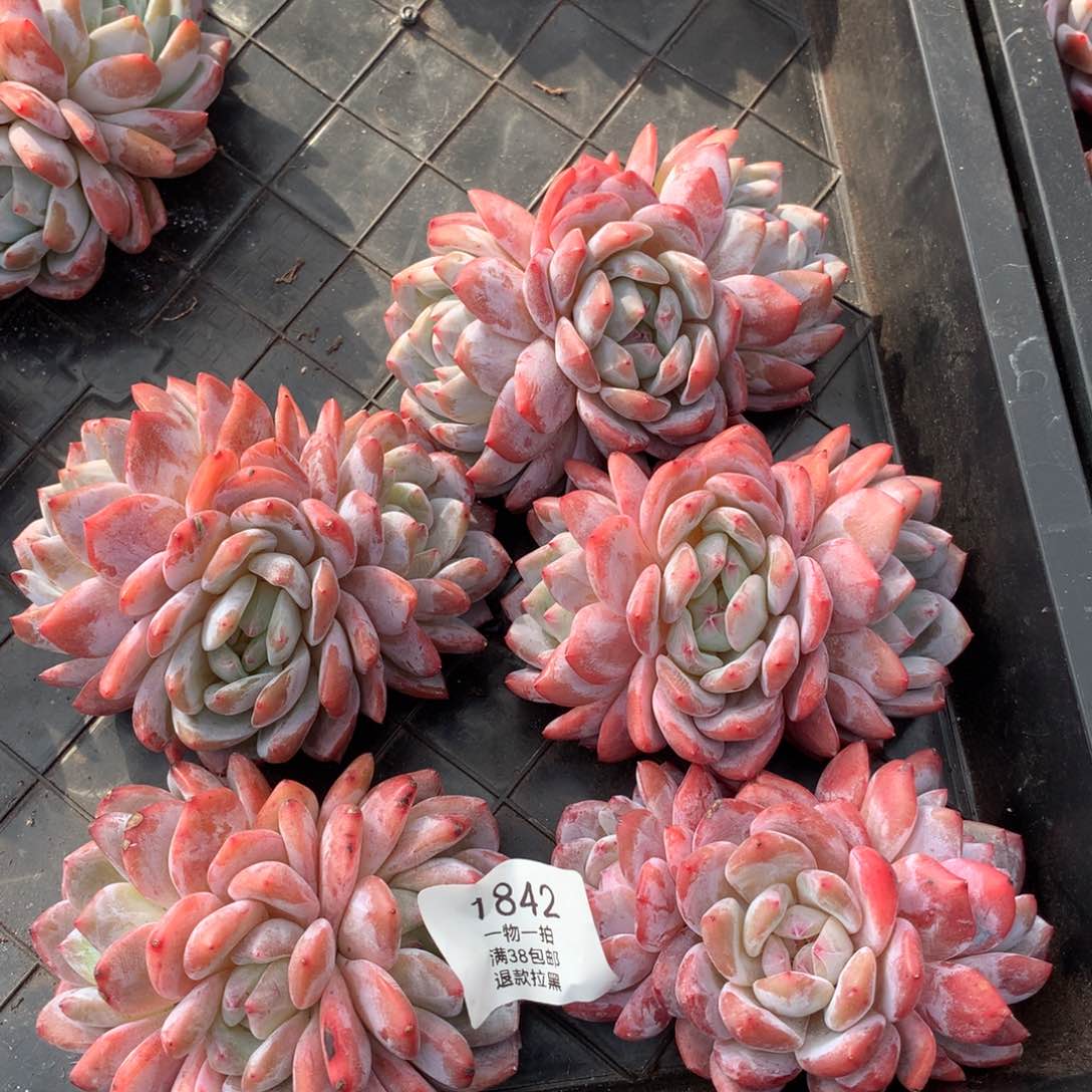 五颗三头无砍橙梦露1842