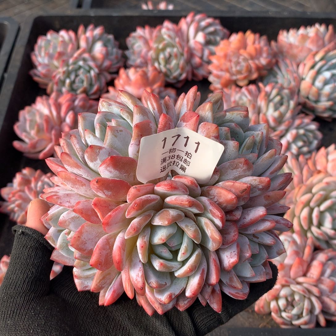 五头有砍橙梦露1711