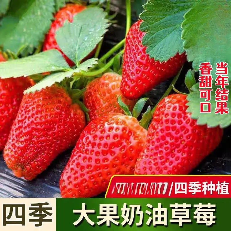 奶油草莓种子四季结果好养易活阳台庭院蔬菜水果盆栽水果大果种子