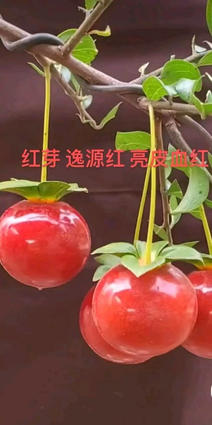 金弹子品种逸源红嫁接苗