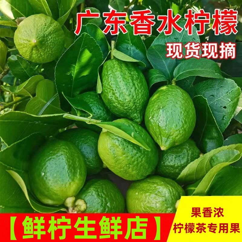 【鲜柠生鲜】广东香水柠檬应季水果奶茶店专用果柠檬茶3斤5斤10斤