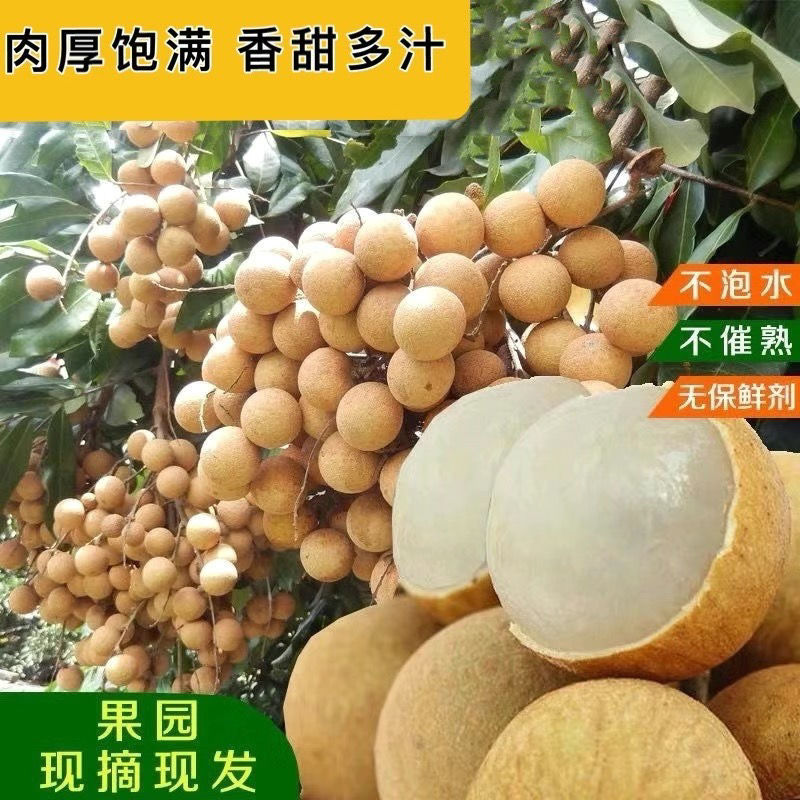 泰国新鲜现摘龙眼新鲜应季水果鲜桂圆新鲜现摘鲜龙眼3斤起包邮