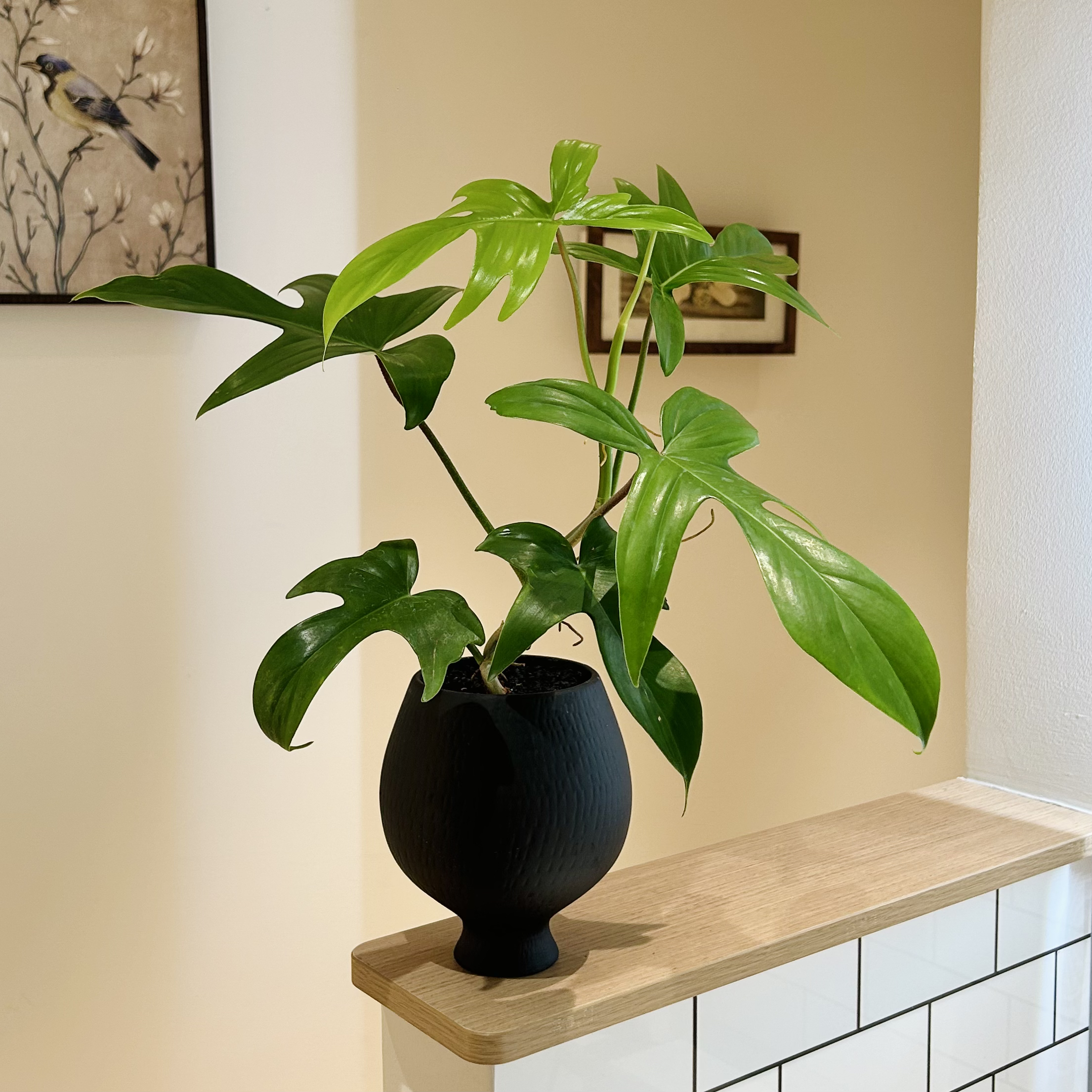 飞机蔓绿绒竹芋海芋绿萝盆栽盆景室内客厅办公室桌面观叶花卉绿植