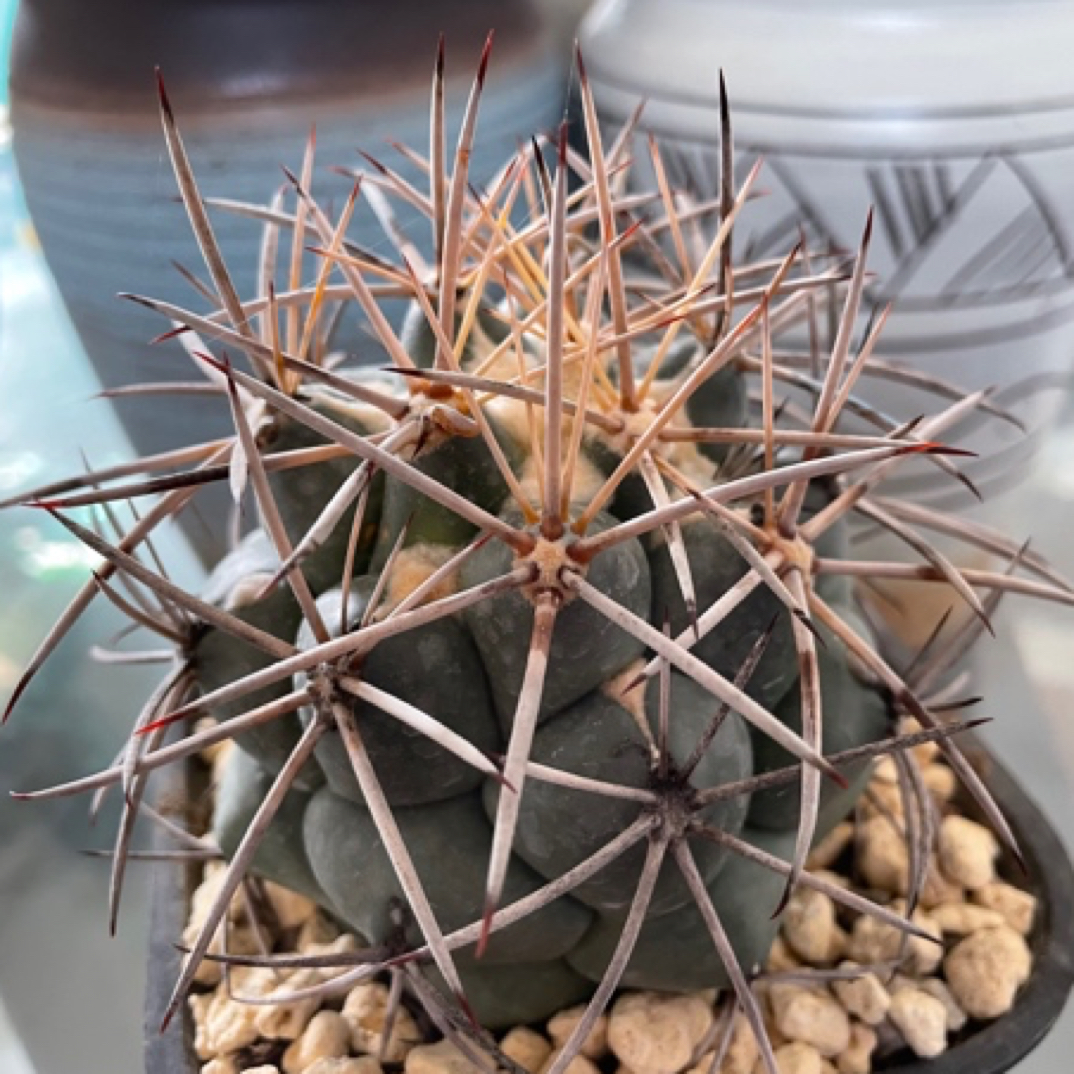 顶花属大祥冠仙人球多肉植物创意装饰小盆栽