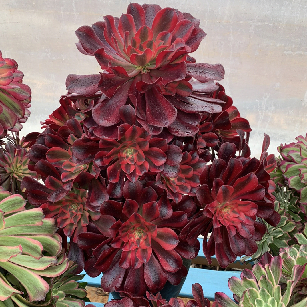 美杜莎木质化老桩多肉法师绿植盆栽美杜莎