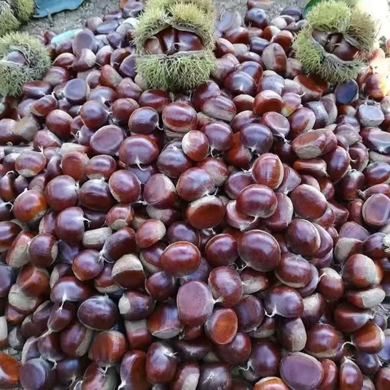 贵州高山板栗野生老树小板栗毛栗子2025新上市