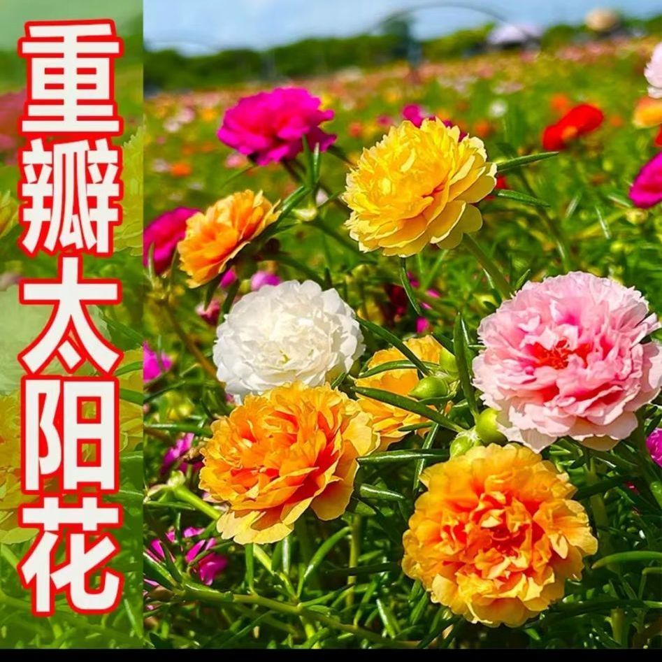 重瓣太阳花种子多层四季太阳花大花盆栽易活太阳花景观