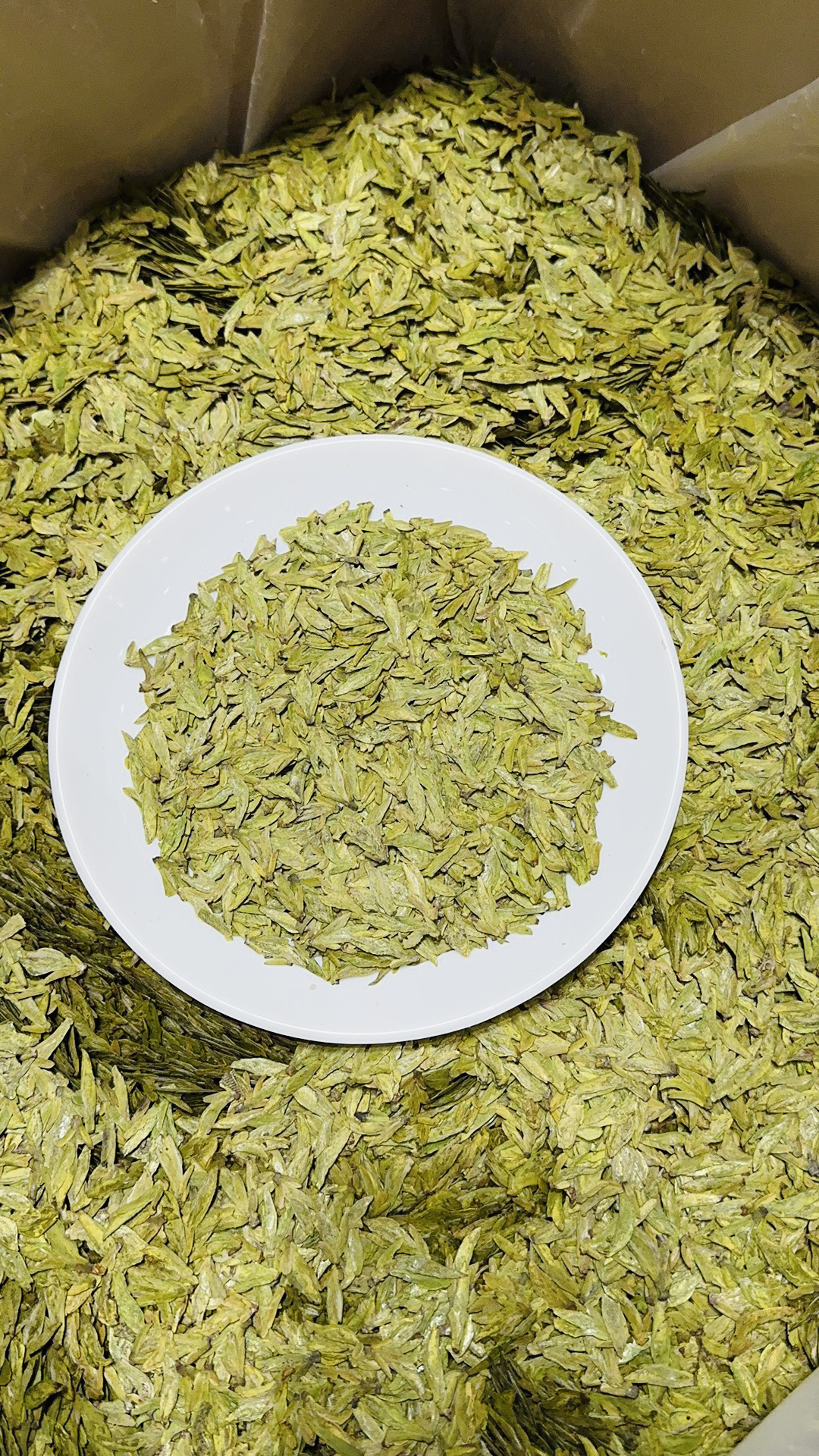 2025年春茶头采肥芽黄版龙井茶650款（肥芽均匀 豆香口感好！）